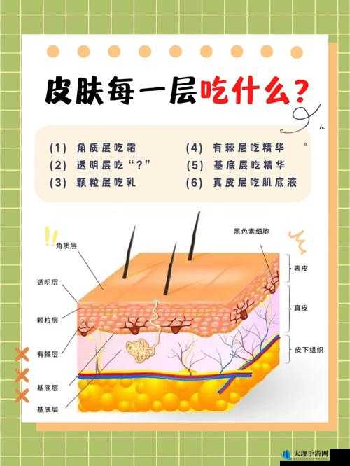 肌肌对肌肤应用大全：深度解析肌肤护理的奥秘