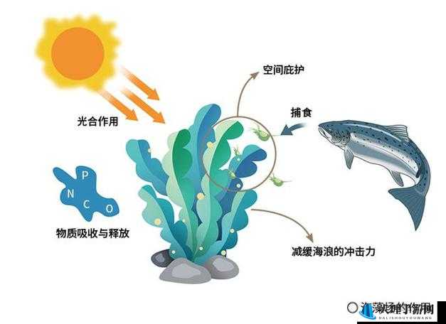 澳门海域有多深：深度探究与相关海洋生态影响剖析